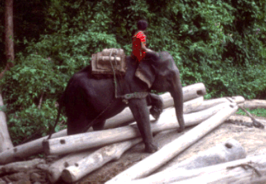 Karen mit Elefant bei der Arbeit
